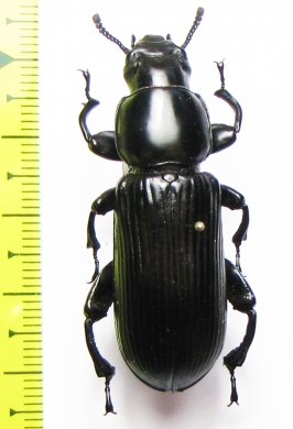 Prioscelis serrata haesitans  Sao Tome - INSECTS-STORE.RU