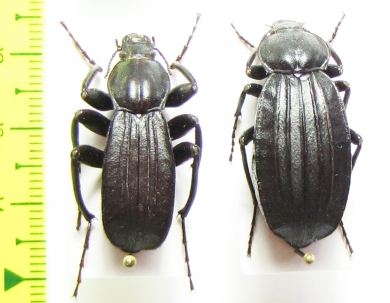 Tenebrionidae sp., pair  Madagascar - INSECTS-STORE.RU