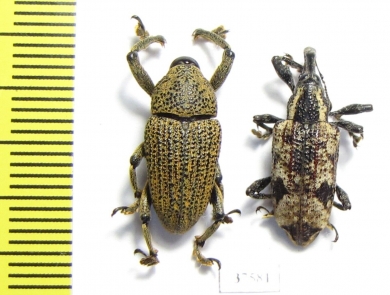 Curculionidae sp.  Colombia - INSECTS-STORE.RU