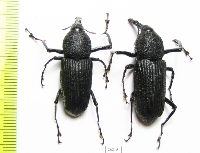 Curculionidae sp.  Costa Rica - INSECTS-STORE.RU