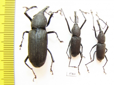 Curculionidae sp.  Ecuador - INSECTS-STORE.RU