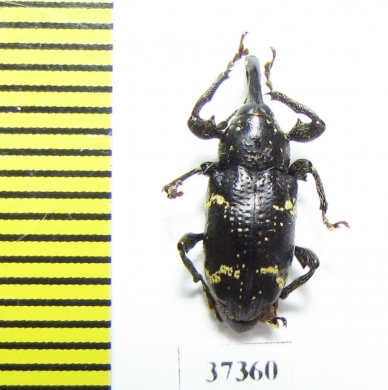 Curculionidae sp.  Ecuador - INSECTS-STORE.RU