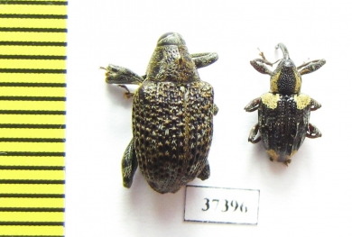 Curculionidae sp.  Ecuador - INSECTS-STORE.RU