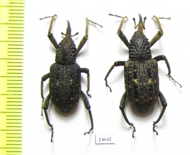 Curculionidae sp.  Indonesia, Kalimantan - INSECTS-STORE.RU