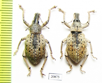 Curculionidae sp.  Indonesia, Molu isl. - INSECTS-STORE.RU