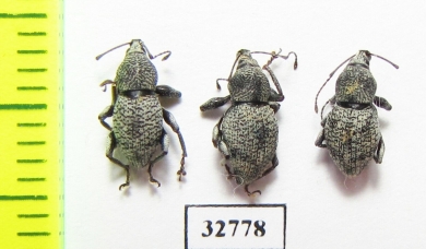 Curculionidae sp.  Indonesia, Papua - INSECTS-STORE.RU