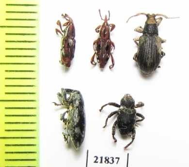 Curculionidae sp.  Indonesia, Sumatra - INSECTS-STORE.RU