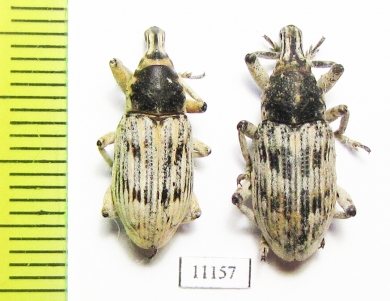 Curculionidae sp.  Iran, Hormozgan prov. - INSECTS-STORE.RU