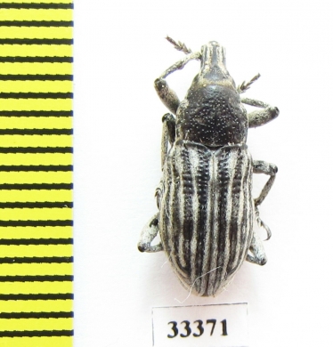 Curculionidae sp.  Iran, Lorestan prov. - INSECTS-STORE.RU