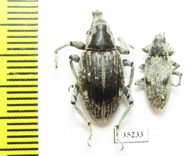 Curculionidae sp.  Kazakhstan - INSECTS-STORE.RU