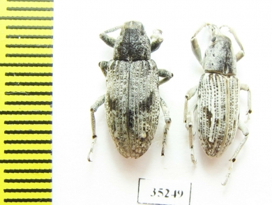 Curculionidae sp.  Kazakhstan - INSECTS-STORE.RU