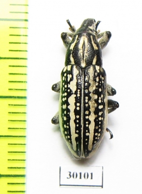 Curculionidae sp.  Kazakhstan - INSECTS-STORE.RU