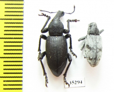 Curculionidae sp.  Kazakhstan - INSECTS-STORE.RU