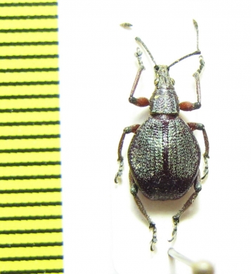 Curculionidae sp.  Kenya - INSECTS-STORE.RU