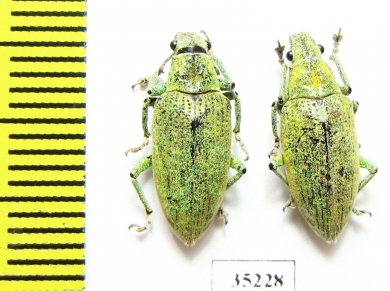 Curculionidae sp.  Laos - INSECTS-STORE.RU