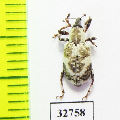 Curculionidae sp.  Malaysia, Borneo - INSECTS-STORE.RU
