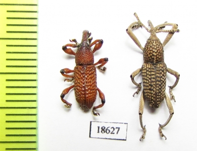 Curculionidae sp.  Malaysia, Borneo - INSECTS-STORE.RU