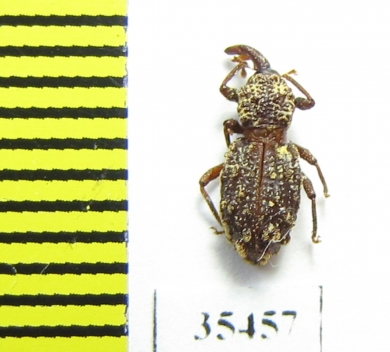 Curculionidae sp.  Mexico - INSECTS-STORE.RU