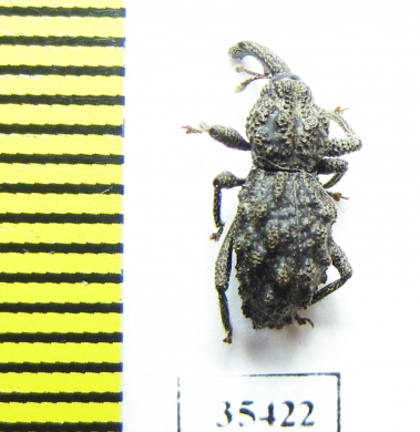 Curculionidae sp.  Mexico - INSECTS-STORE.RU
