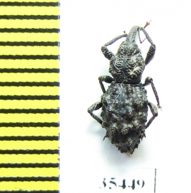 Curculionidae sp.  Mexico - INSECTS-STORE.RU