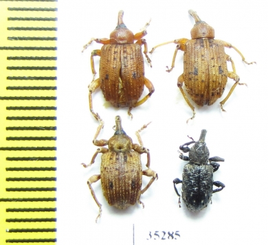 Curculionidae sp.  Panama - INSECTS-STORE.RU