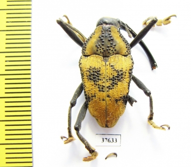 Curculionidae sp.  Peru - INSECTS-STORE.RU