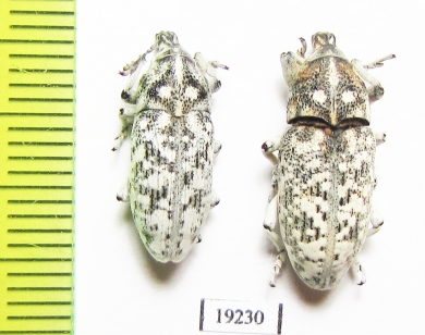 Curculionidae sp.  Russia, Astrakhan reg. - INSECTS-STORE.RU