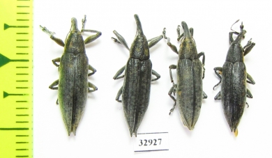 Curculionidae sp.  Russia, Tver reg. - INSECTS-STORE.RU