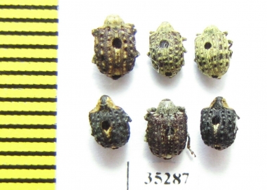 Curculionidae sp.  Russia, Tver reg. - INSECTS-STORE.RU