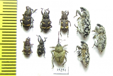 Curculionidae sp.  Russia, Tver reg. - INSECTS-STORE.RU