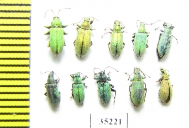 Curculionidae sp.  Russia, Tver reg. - INSECTS-STORE.RU