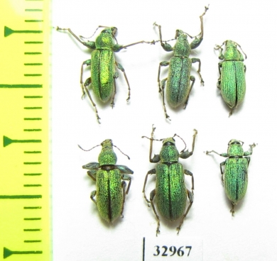 Curculionidae sp.  Russia, Tver reg. - INSECTS-STORE.RU