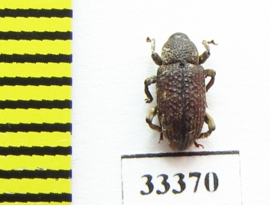 Curculionidae sp.  Sri Lanka - INSECTS-STORE.RU