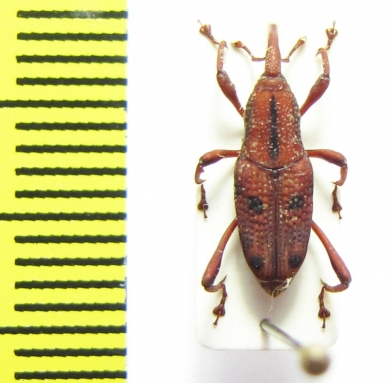 Curculionidae sp.  Sri Lanka - INSECTS-STORE.RU