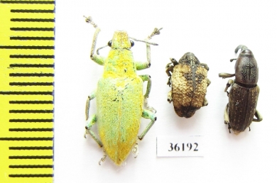 Curculionidae sp.  Thailand - INSECTS-STORE.RU