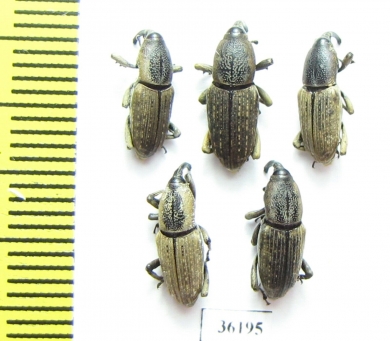 Curculionidae sp.  Thailand - INSECTS-STORE.RU