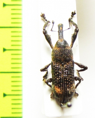 Curculionidae sp.  Thailand - INSECTS-STORE.RU