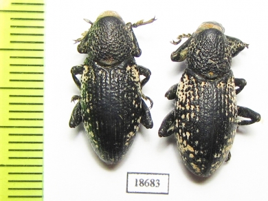 Curculionidae sp.  Uzbekistan - INSECTS-STORE.RU