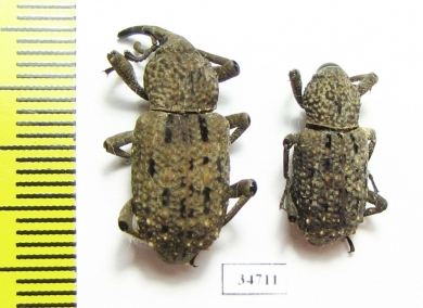 Curculionidae sp.  Ethiopia - INSECTS-STORE.RU