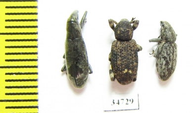 Curculionidae sp.  Ethiopia - INSECTS-STORE.RU