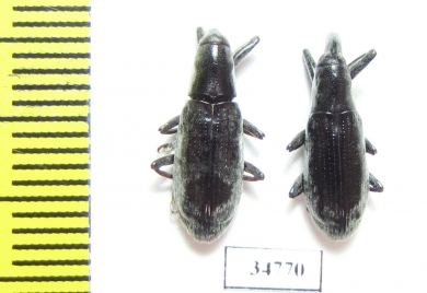 Curculionidae sp.  Ethiopia - INSECTS-STORE.RU