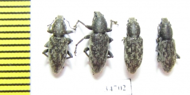 Curculionidae sp.  Ethiopia - INSECTS-STORE.RU