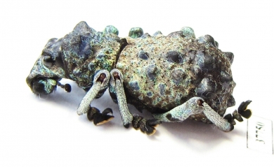 Curculionidae sp.  Madagascar - INSECTS-STORE.RU