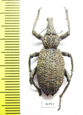 Curculionidae sp.  South Africa Rep. - INSECTS-STORE.RU