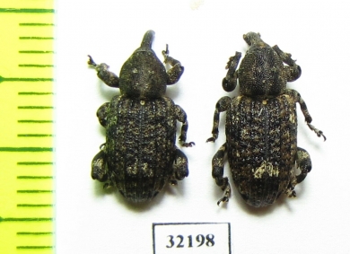 Curculionidae sp.  South Africa Rep. - INSECTS-STORE.RU