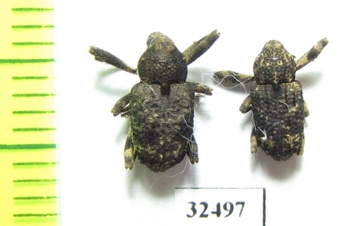 Curculionidae sp.  South Africa Rep. - INSECTS-STORE.RU