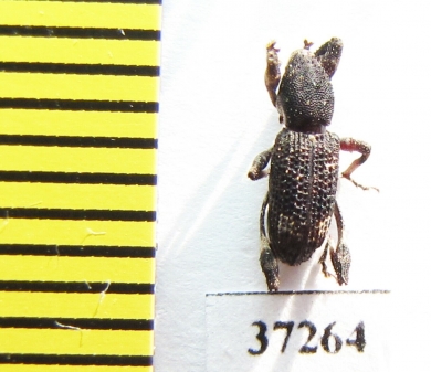 Curculionidae sp.  South Africa Rep. - INSECTS-STORE.RU