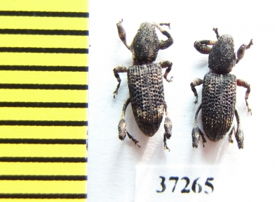 Curculionidae sp.  South Africa Rep. - INSECTS-STORE.RU