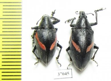 Curculionidae sp.  South Africa Rep. - INSECTS-STORE.RU