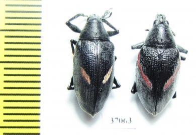 Curculionidae sp.  South Africa Rep. - INSECTS-STORE.RU